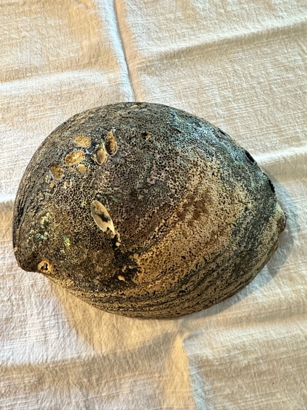 Abalone Shell 7” x 5.5” wide 2.5@ tall sitting flat unpolished exterior coastal - Picture 5 of 8